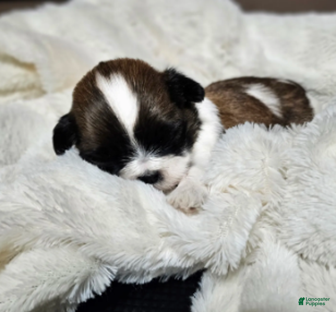 Shih Tzu dogs for sale: Bentley Ckc - Ad 3