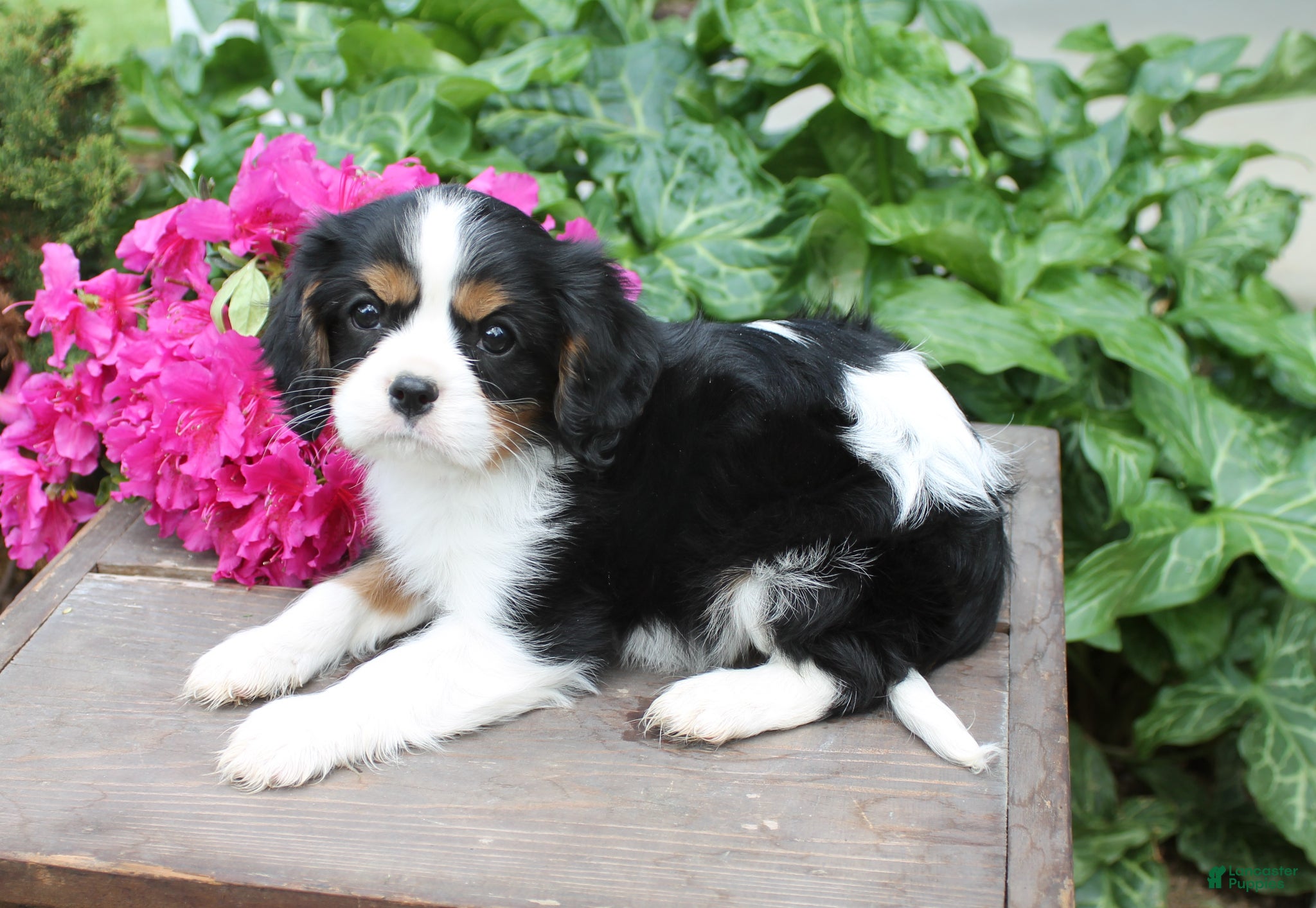 Cavalier King Charles Spaniel dogs Princess - Ad 37