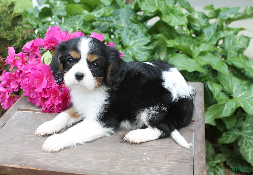 Cavalier King Charles Spaniel dogs for sale: Timmy - Ad 2