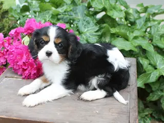 Cavalier King Charles Spaniel dogs Princess - Ad 37