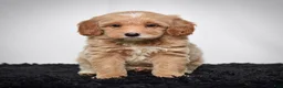 Mini Goldendoodle dogs for sale: Mr. Axel - Ad 9