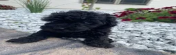 Miniature Poodle dogs for sale: Nancy - Ad 10