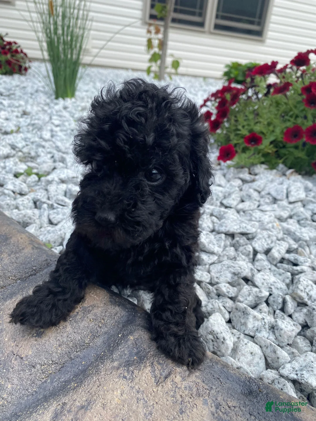 Miniature Poodle dogs for sale: Nancy - Ad 10