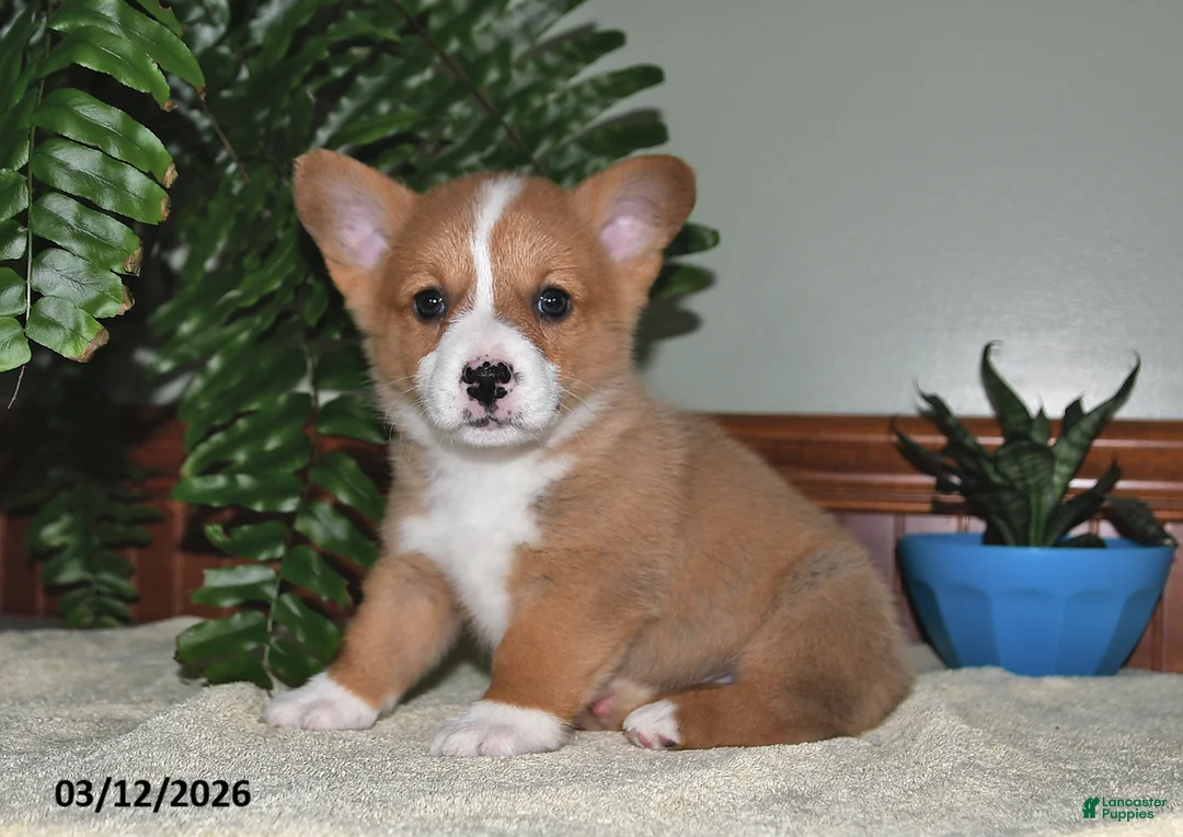 Welsh Corgi Pembroke dogs for sale: Tammy - Ad 3