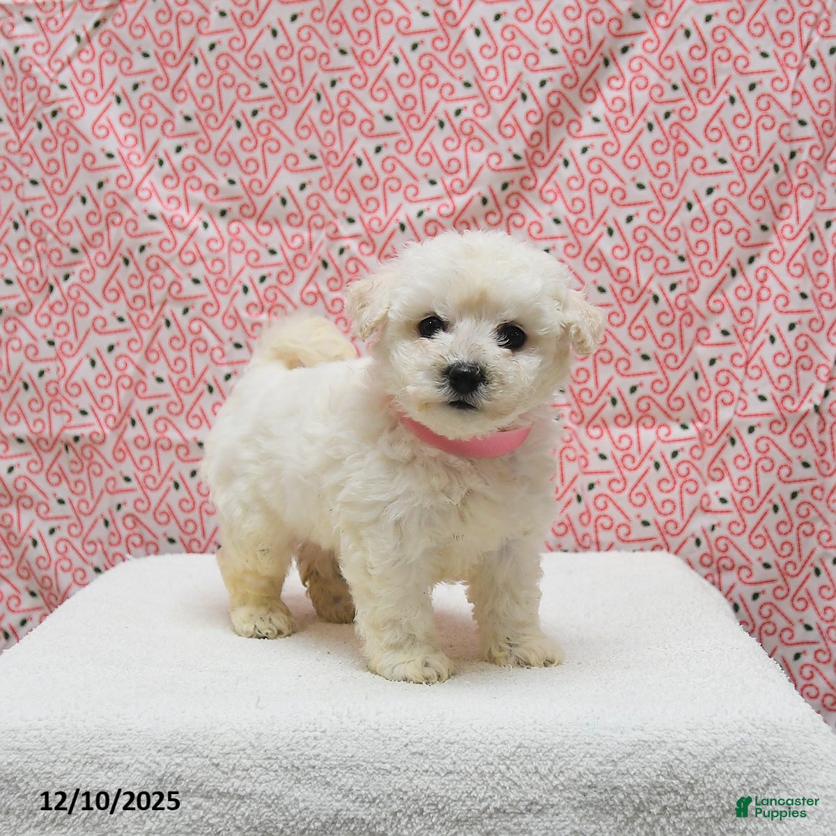 Bichon Frise dogs Paris - Ad 8