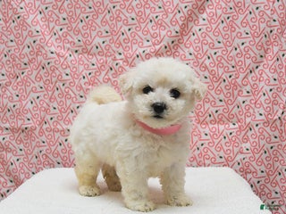 Bichon Frise dogs Paris - Ad 12