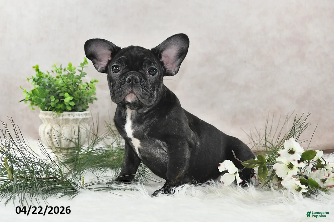 Frenchton dogs for sale: Franci - Ad 2