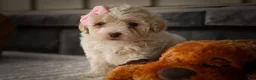 Miniature Poodle dogs for sale: Jett 🐾  - Ad 15