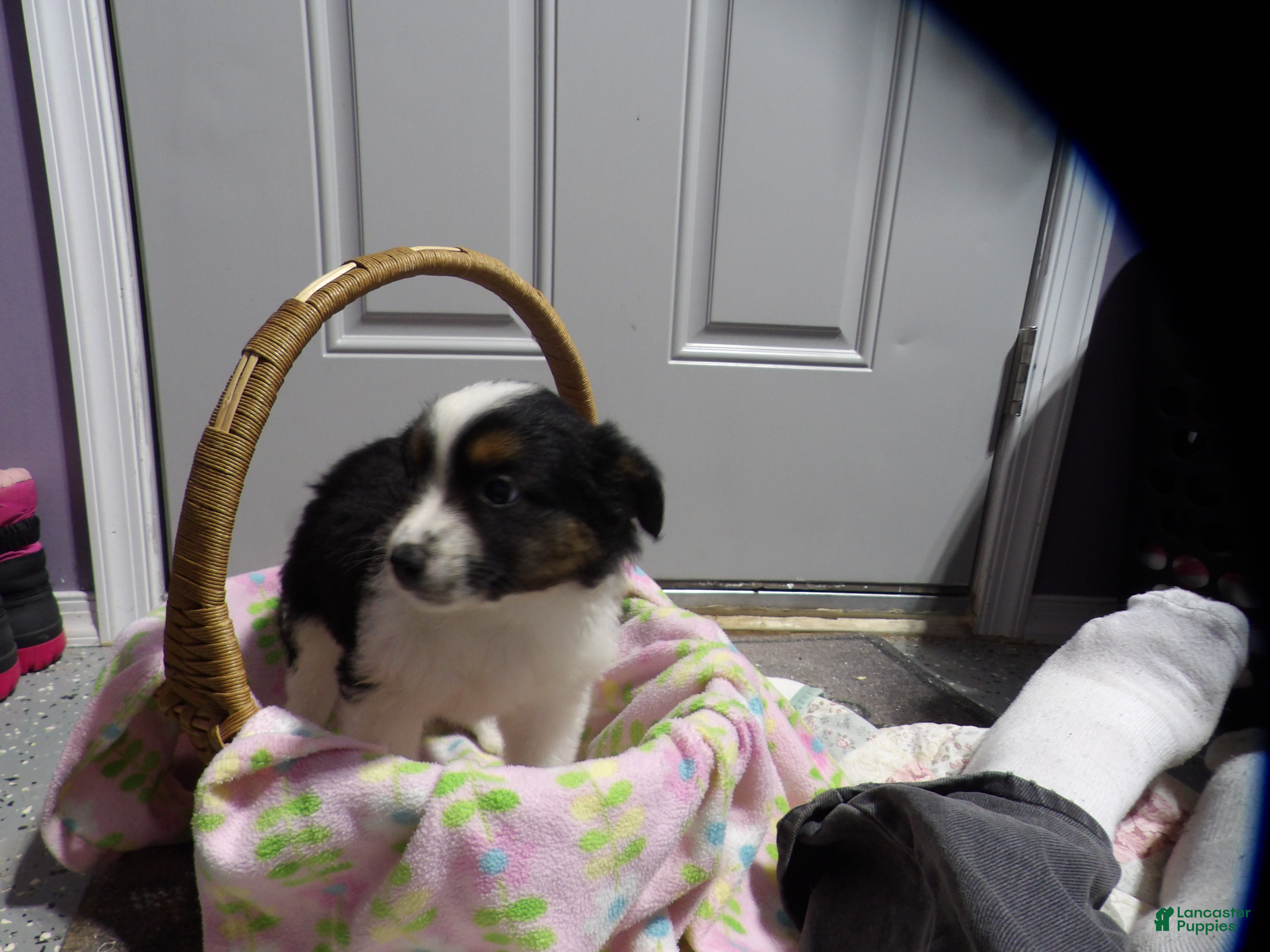 Miniature Australian Shepherd dogs Mandy - Ad 2