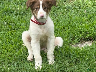Border Collie dogs - Ad 38