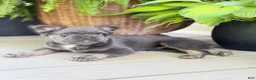 French Bulldog dogs for sale: Moose - Ad 5