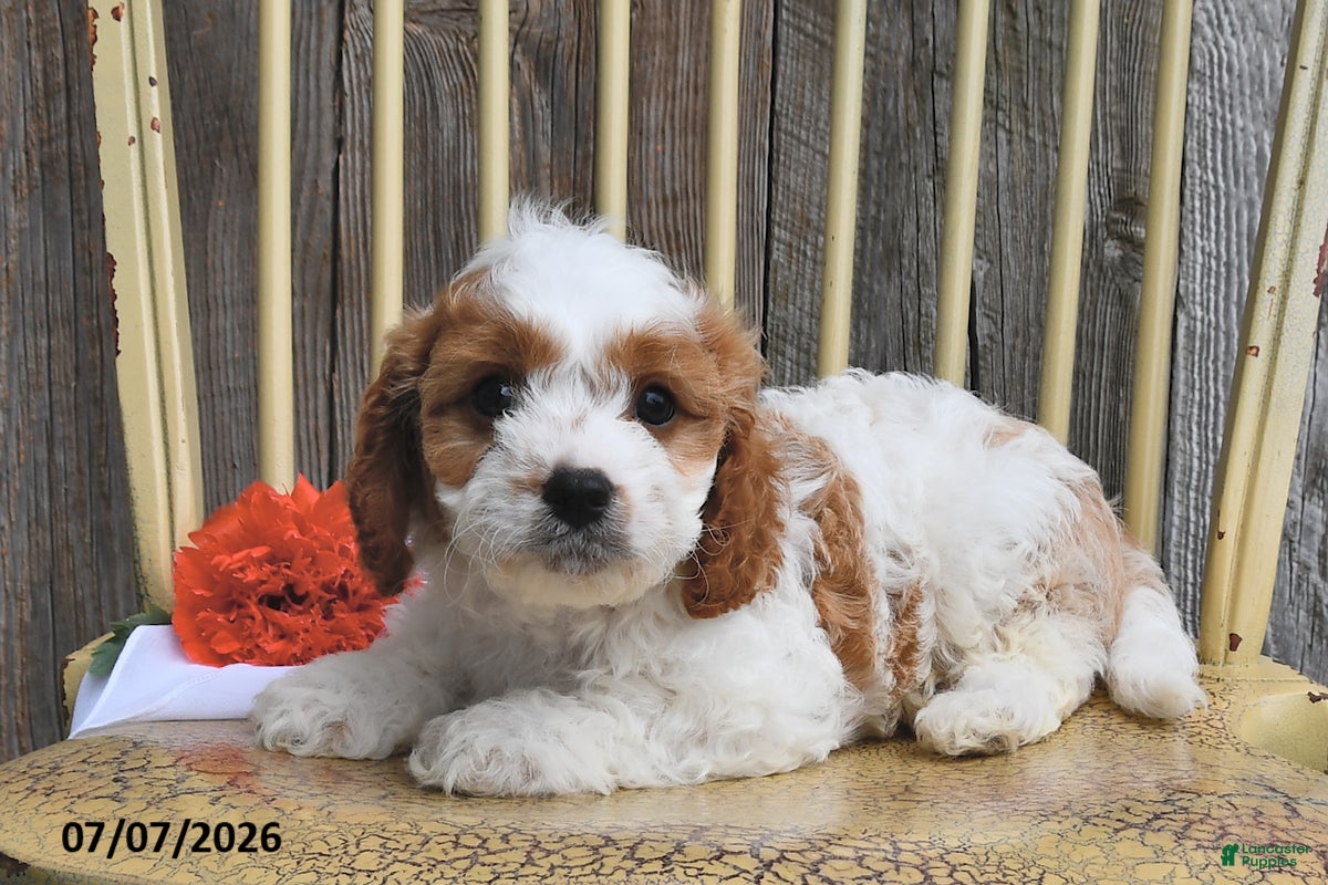 Cavapoo dogs Jaxon - Ad 2