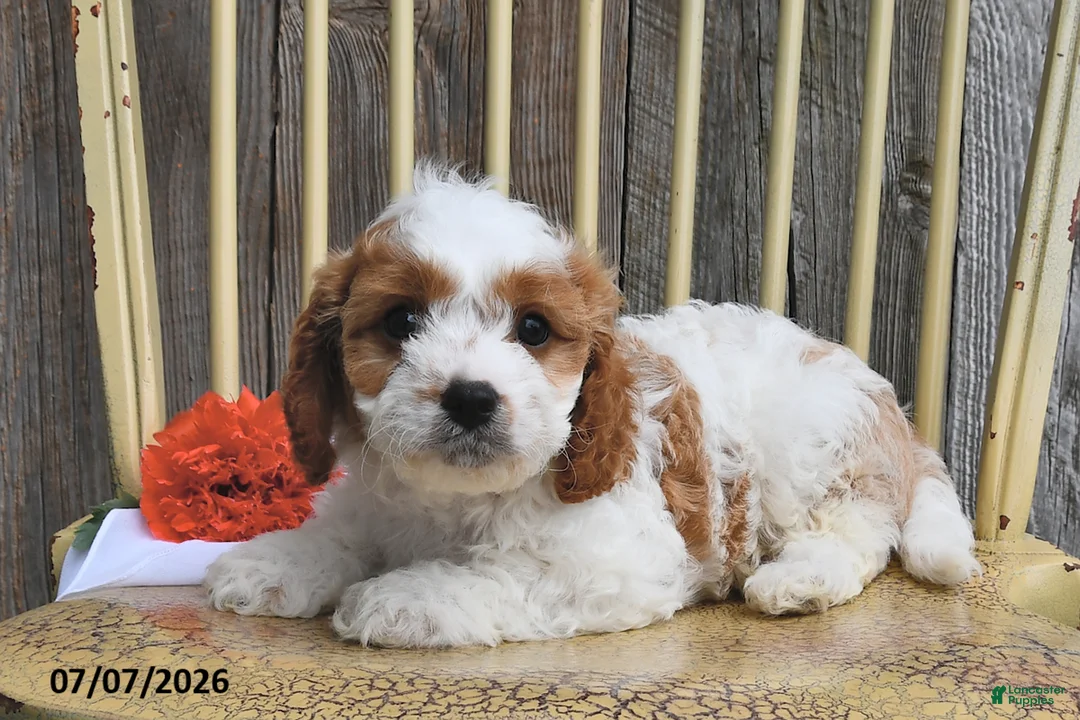 Cavapoo dogs for sale: Jaxon - Ad 2