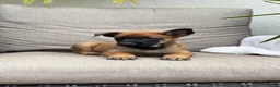 Belgian Malinois dogs for sale: Billie - Ad 1