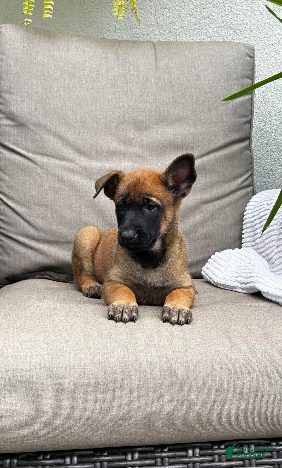 Belgian Malinois dogs for sale: Billie - Ad 1
