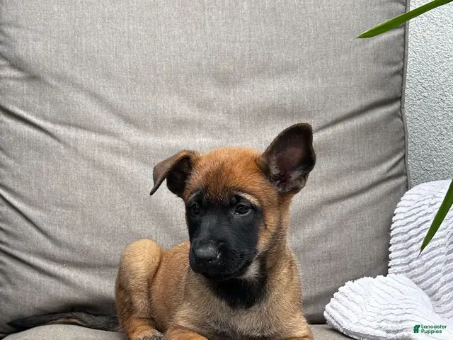 Belgian Malinois dogs for sale: Billie - Ad 1