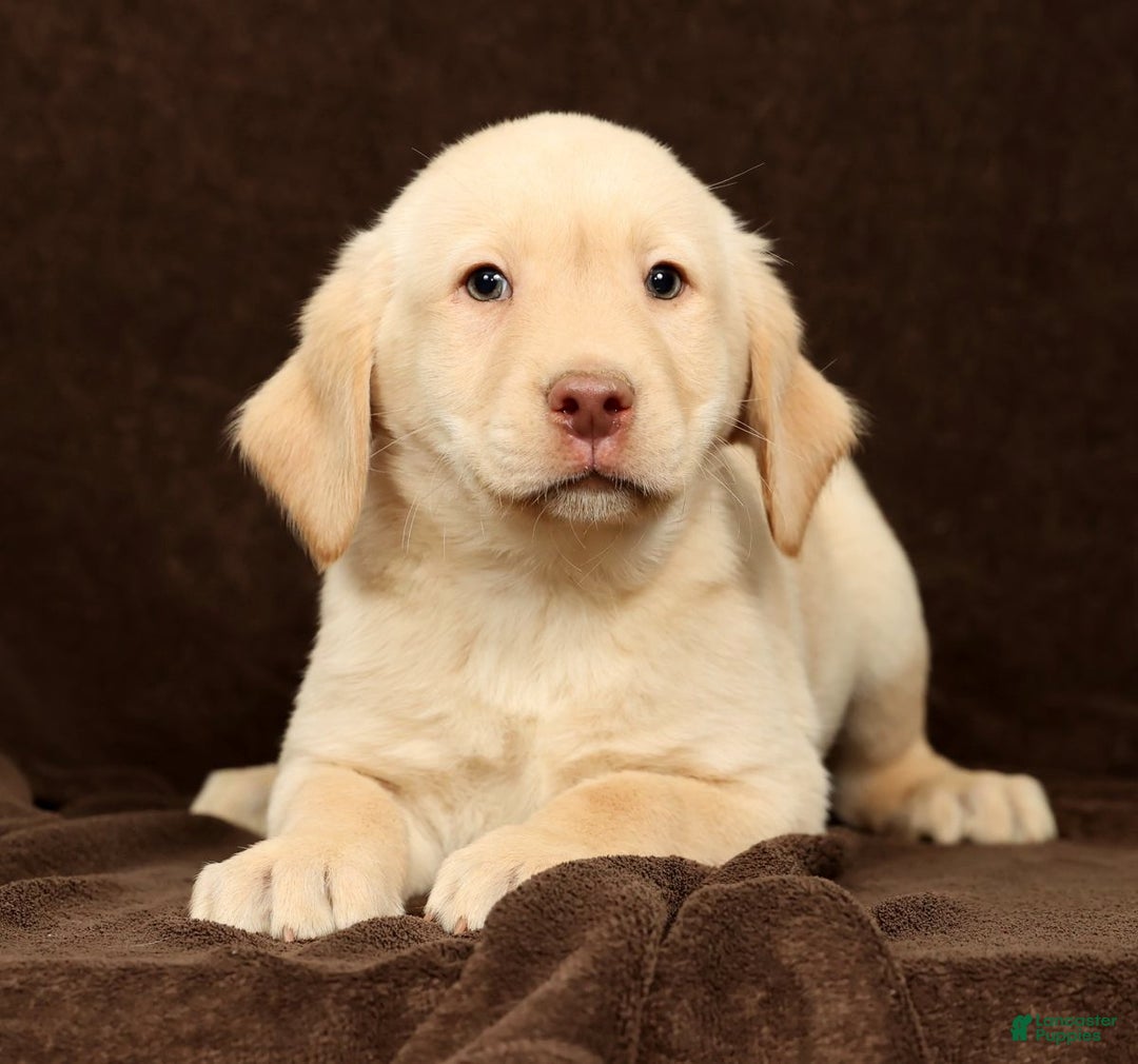 Labrador Retriever dogs for sale: Jase - Ad 1