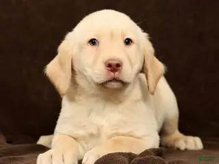 Labrador Retriever dogs Jase - Ad 12