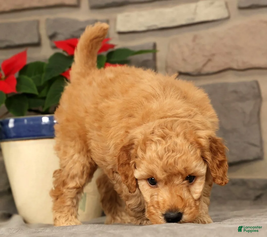 Mini Goldendoodle dogs for sale: Santana - Ad 9