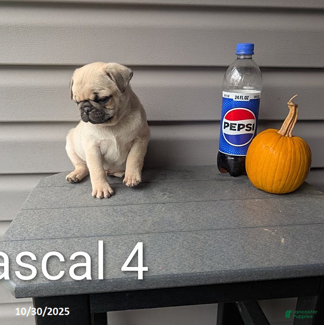 Pug dogs for sale: Rascal - Ad 8