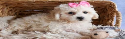 Bichpoo dogs for sale: NANCY - Ad 13