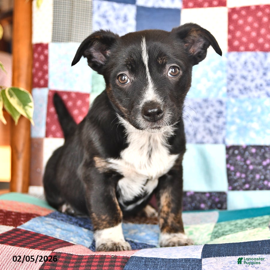 Mixed Breed dogs Snoopy - Ad 15