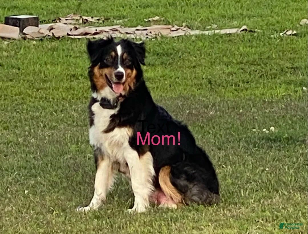 Aussiedoodle dogs for sale: Aussiedoodle Puppy 7 - Ad 2