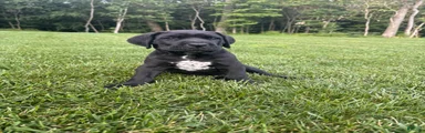 Ben