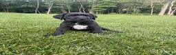 Cane Corso dogs for sale: Ben - Ad 1