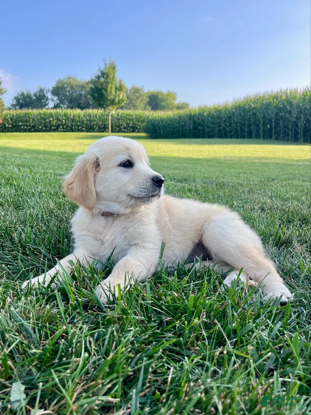 Golden Retriever dogs for sale: Greta - Ad 2