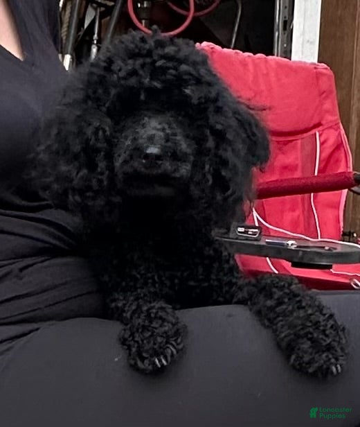 Miniature Poodle