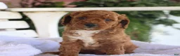 Miniature Labradoodle dogs for sale: Chipper - Ad 10