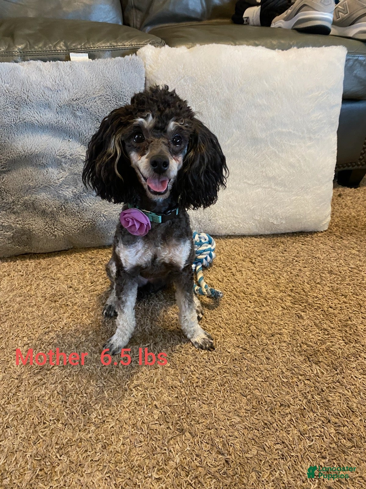 Toy Poodle dogs Toy Poodle Puppy 2 - Ad 2