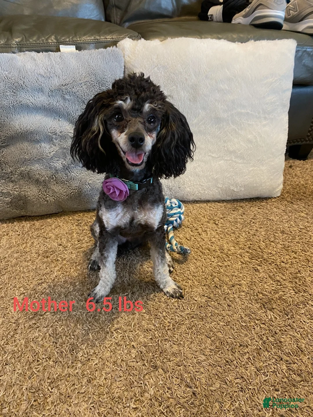 Toy Poodle dogs for sale: Toy Poodle Puppy 2 - Ad 2