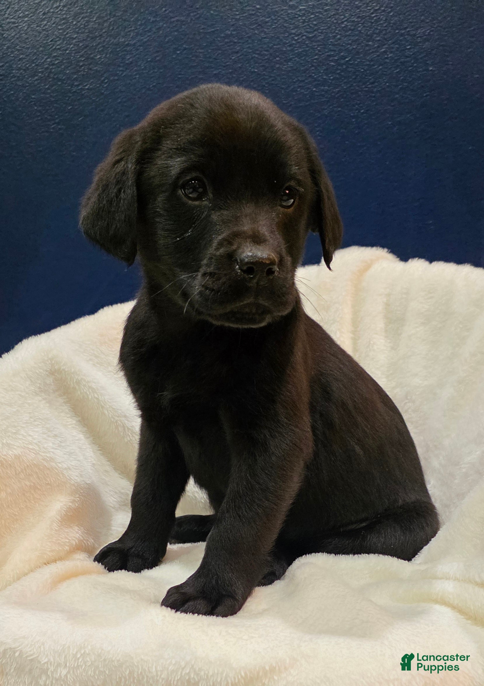 Labrador Retriever dogs Winston - Ad 1