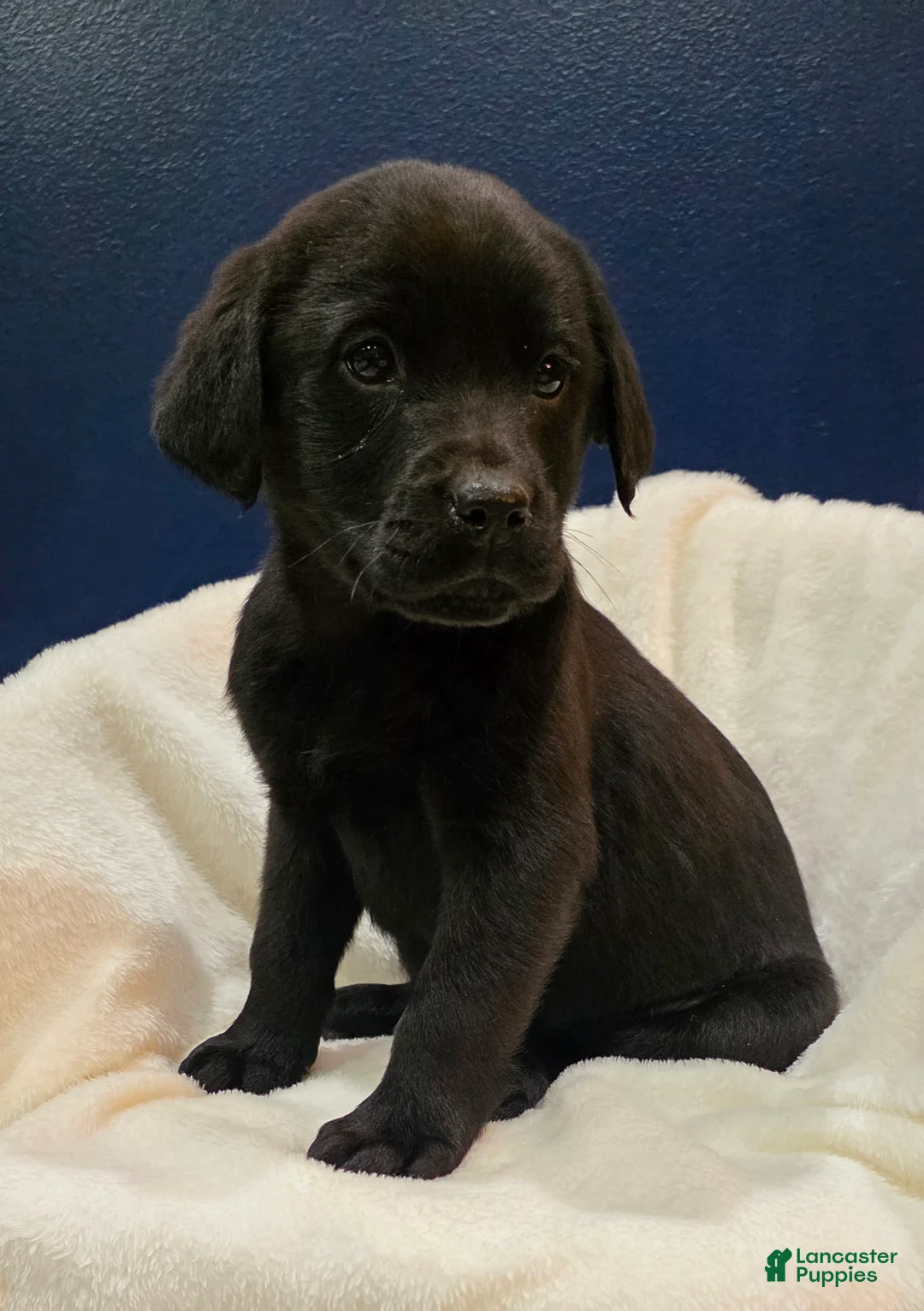 Labrador Retriever dogs for sale: Winston - Ad 1