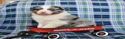 Australian Shepherd dogs for sale: Reed - Ad 1