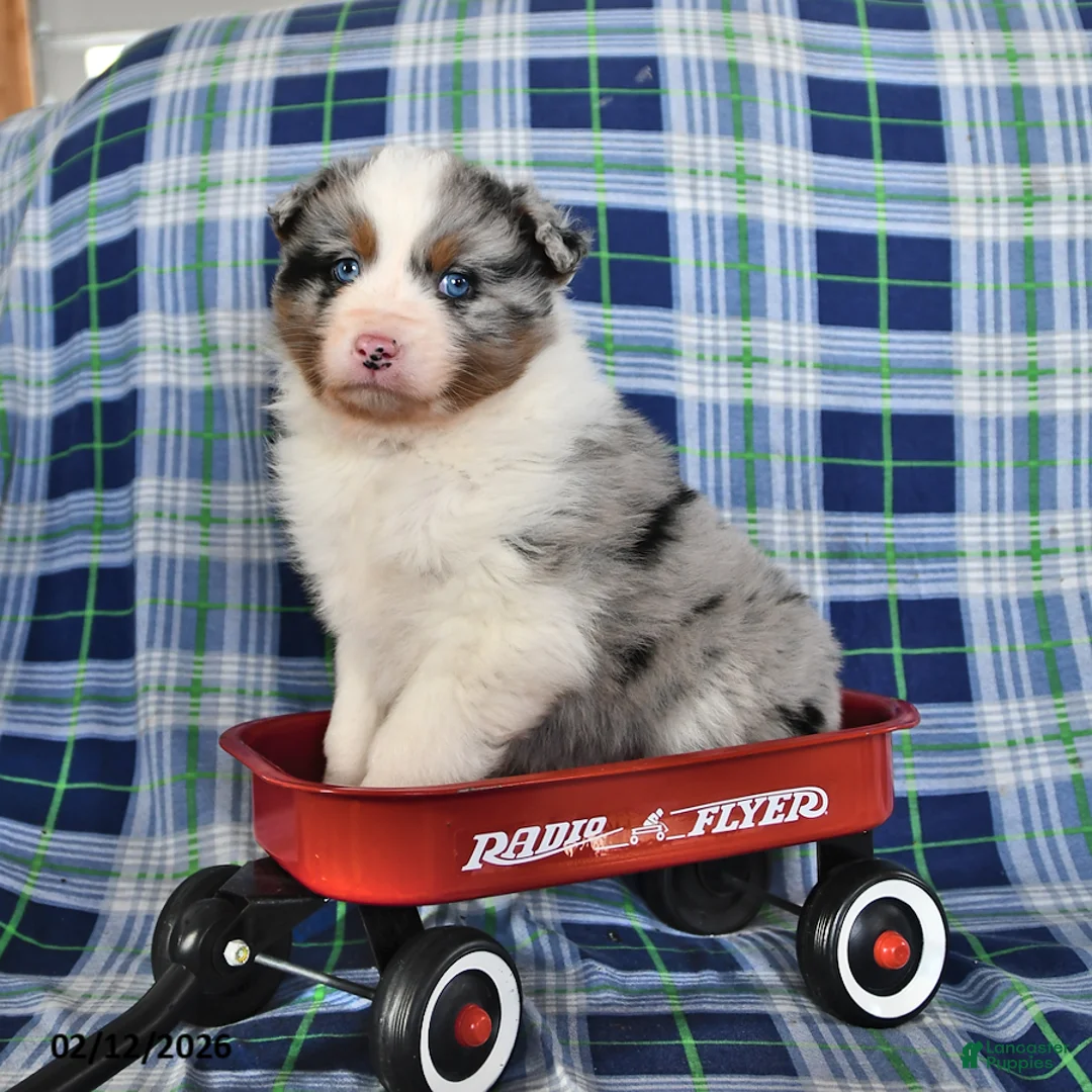 Australian Shepherd dogs for sale: Reed - Ad 1