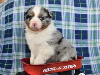 Australian Shepherd dogs Reed - Ad 3