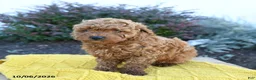 Toy Poodle dogs for sale: Enzo - Ad 2