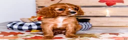 Cavalier King Charles Spaniel dogs for sale: Jojo - Ad 20