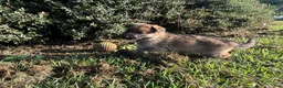 German Shepherd dogs for sale: Daisy - Ad 4
