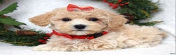 Maltipoo dogs for sale: Lola - Ad 2