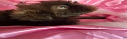 Shih Tzu dogs for sale: Coco  - Ad 6