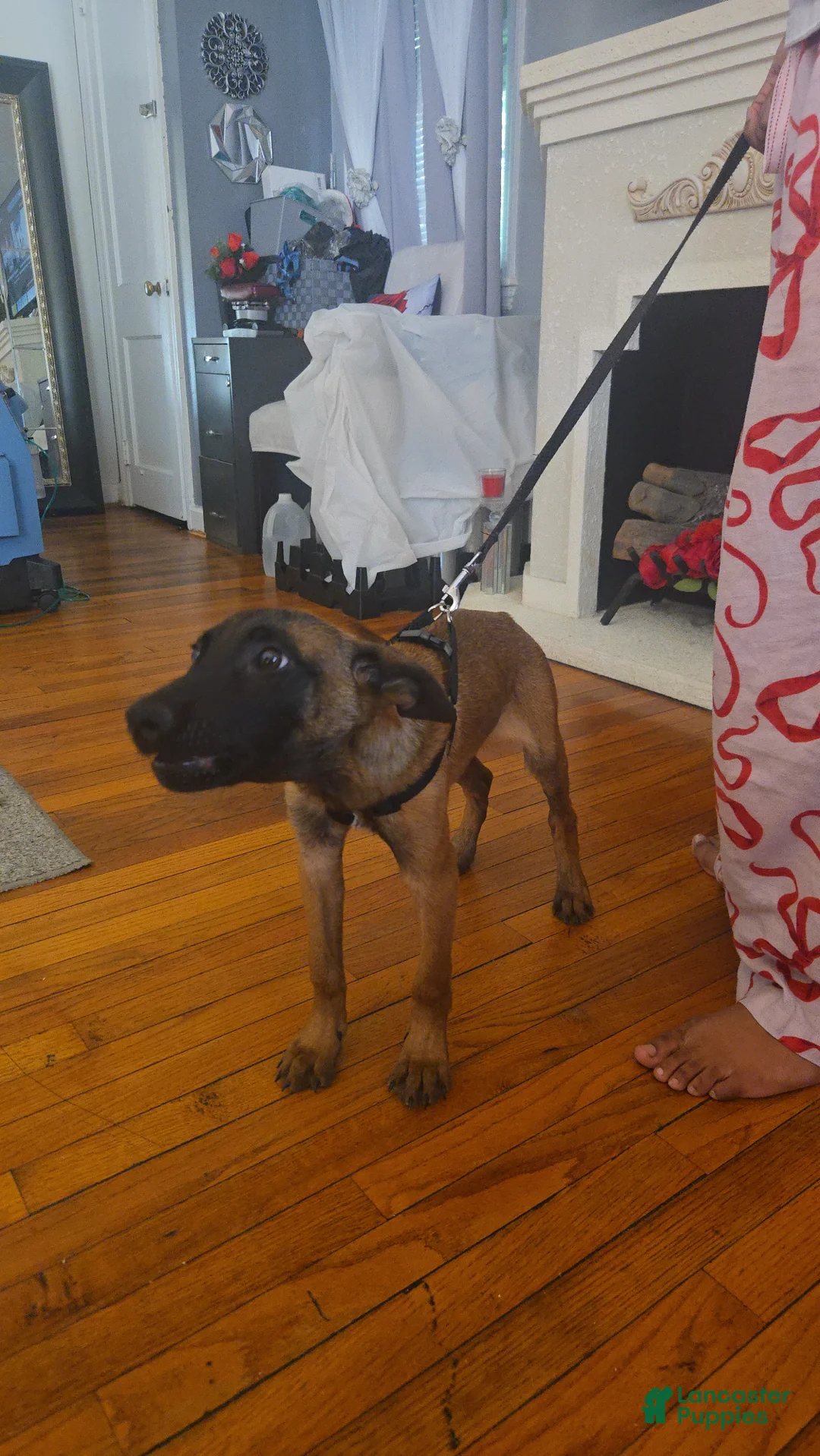 Belgian Malinois dogs for sale: Belgian Malinois Puppy 4 (Bolt) - Ad 2