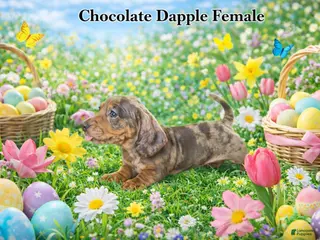 Miniature Dachshund dogs Miniature Dachshund Puppy 2 - Ad 4