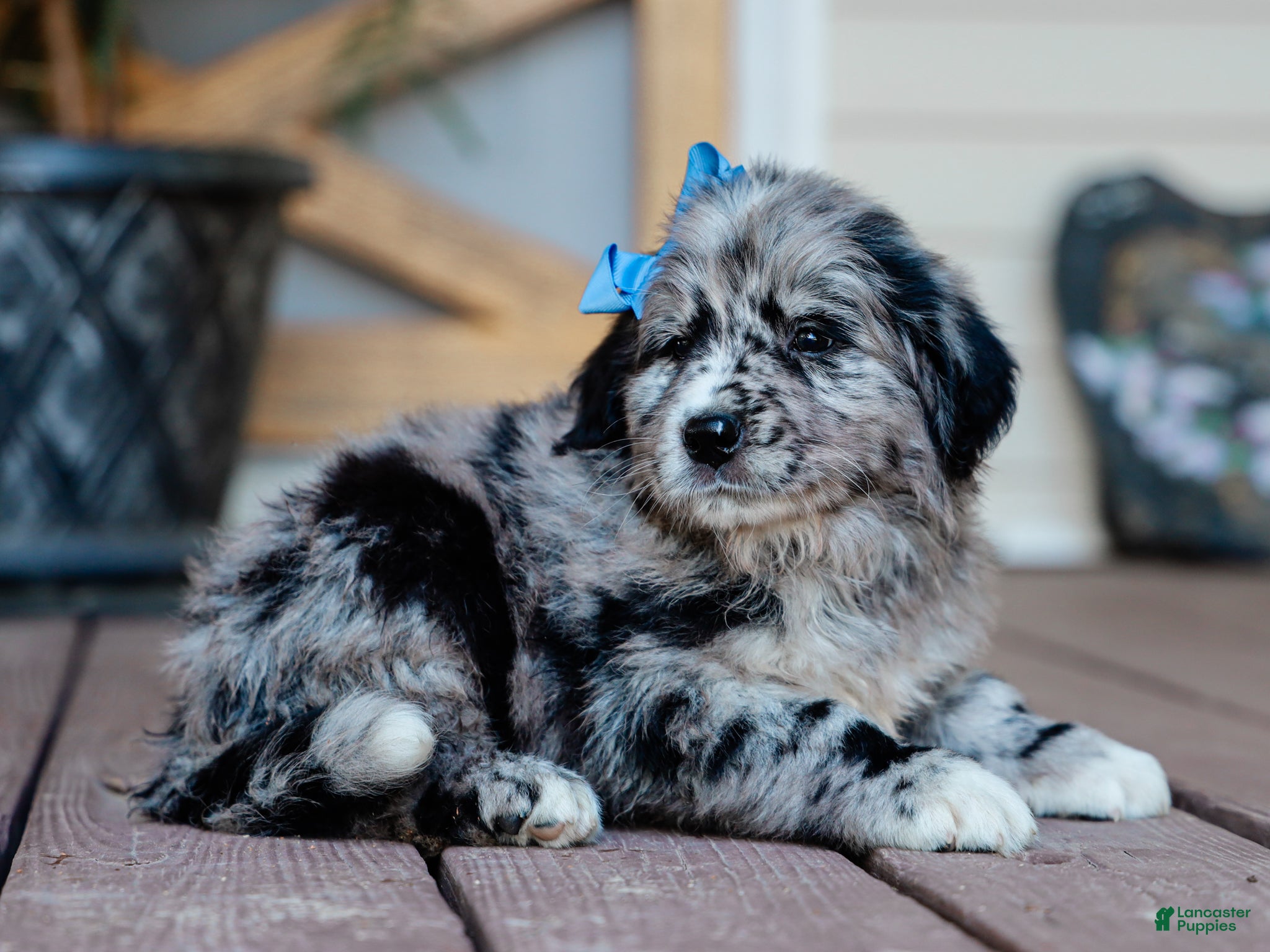 Mixed Breed dogs Cleo Australian Retriever Pup - Ad 1