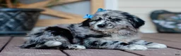 Mixed Breed dogs for sale: Cleo Golden Retriever/Jug Puppy - Ad 5