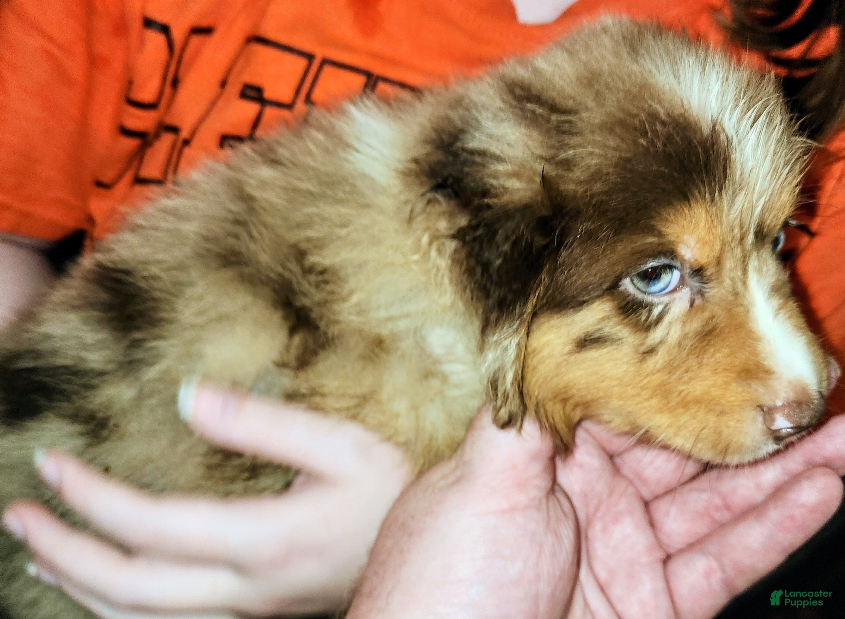 Australian Shepherd dogs Chris - Ad 1