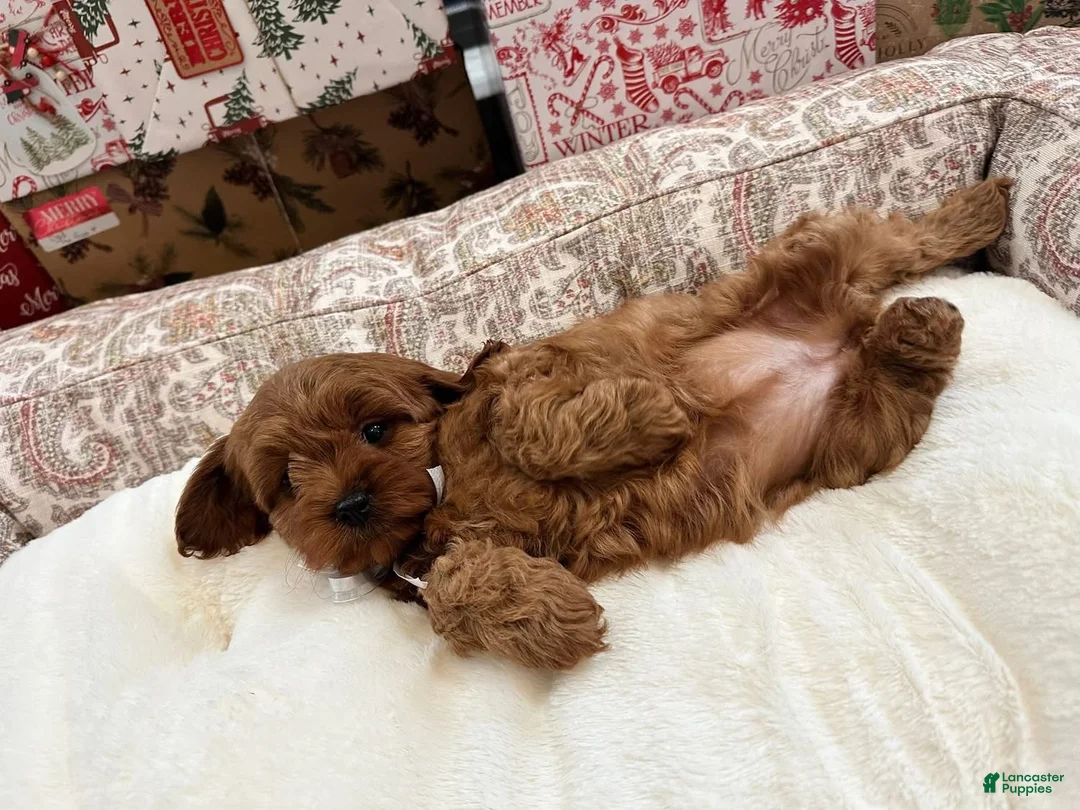 Cavapoo dogs for sale: Eleanor - Ad 3